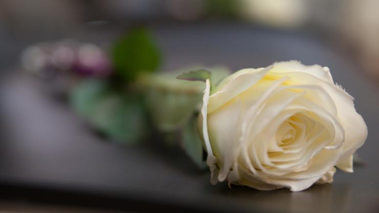 Nahaufnahme einer weißen Rose mit grünen Blättern auf einer dunklen Oberfläche.