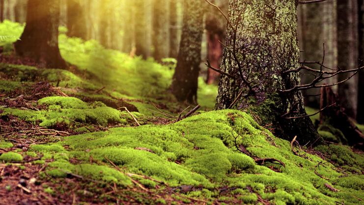 Grüne Moosbedeckung am Waldboden zwischen Bäumen, warmes Licht strömt durch die Baumkronen.