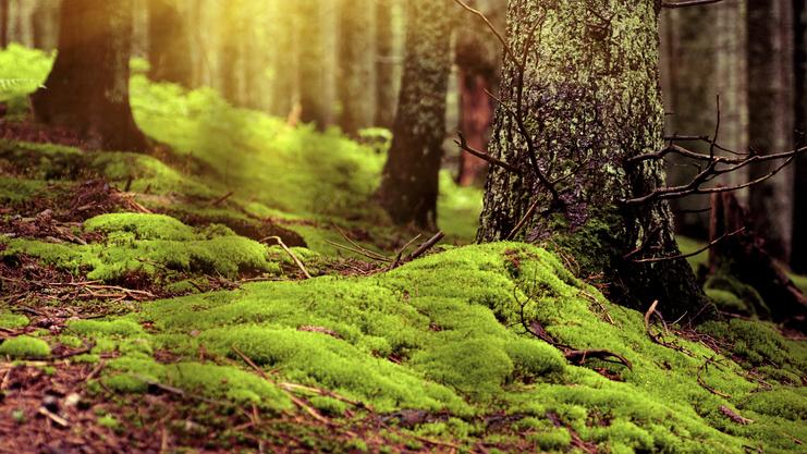 Grüne Moosbedeckung am Waldboden zwischen Bäumen, warmes Licht strömt durch die Baumkronen.